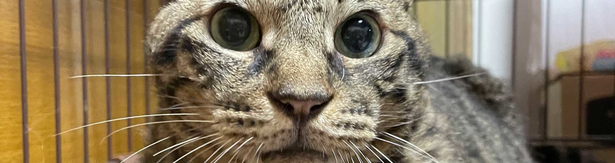 けんけん