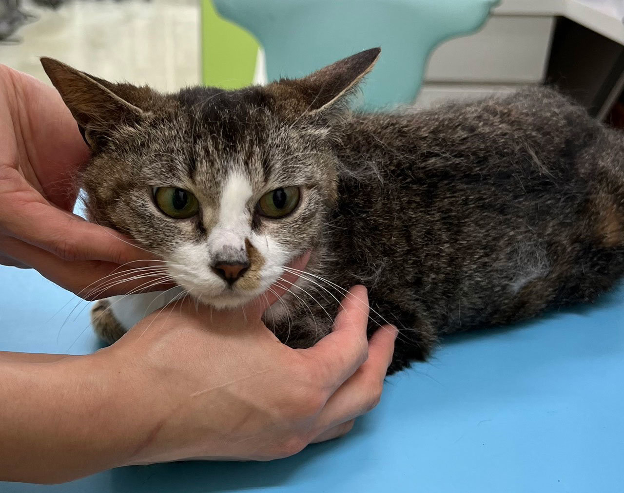 輪島のキジ白ママ猫さん