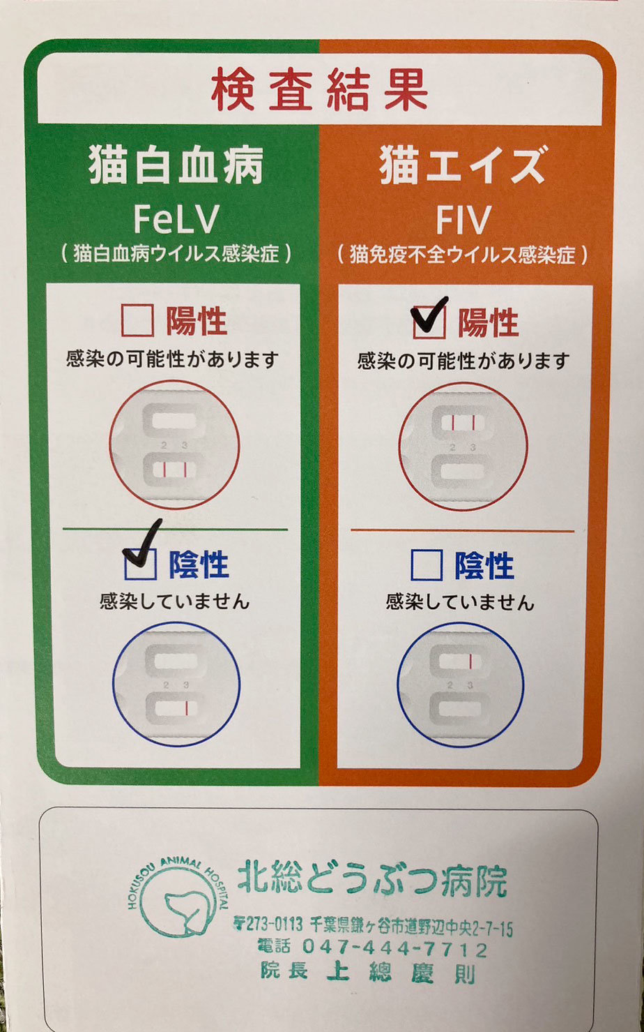 猫エイズ(FIV)陽性の診断を受けました.jpg