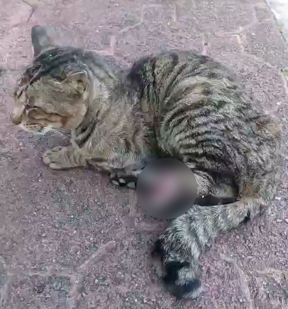 保護時.jpg