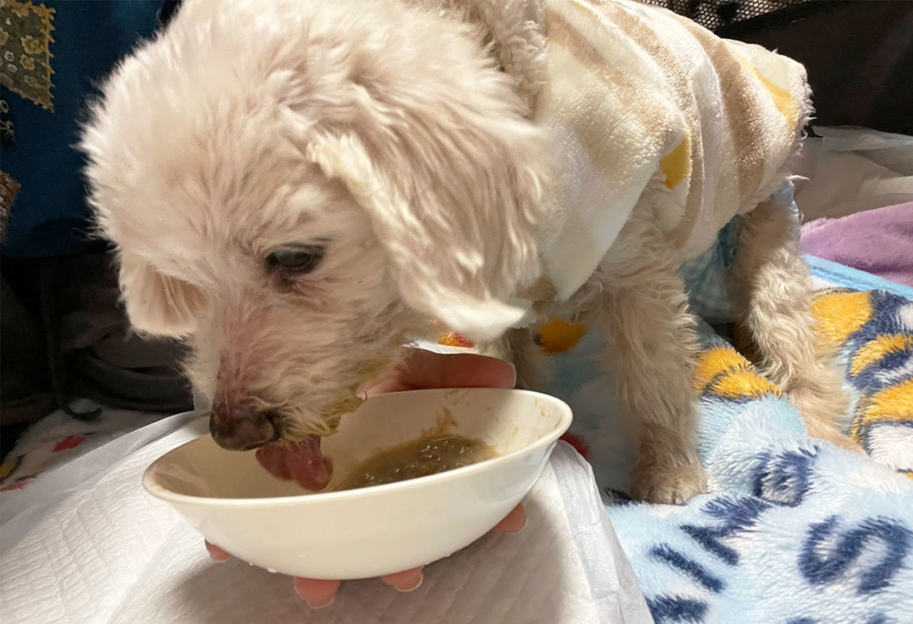 飲み込む力が弱っているため、食事は小粒でスープ状に.jpg