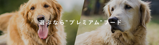 プレミアムドッグフード