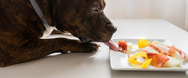 犬に与えてはいけないもの。