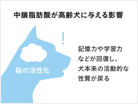 中鎖脂肪酸が高齢犬に与える影響 記憶力や学習力
などが回復し、犬本来の活動的な性質が戻る