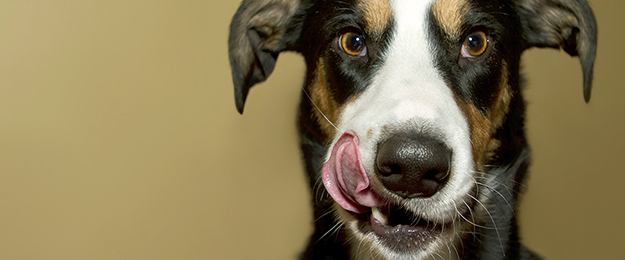 食べ物に対してわがままな犬にしないために！