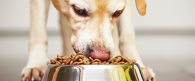 犬の習性を理解した効果的な与え方