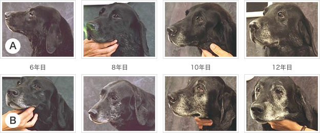 犬の習性を理解した効果的な与え方