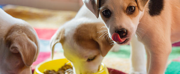 離乳時の子犬への与え方