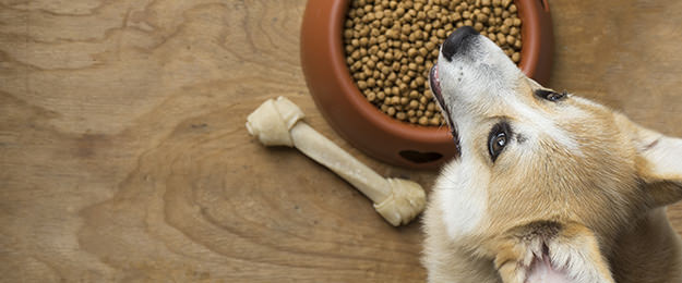 犬が食事を食べない