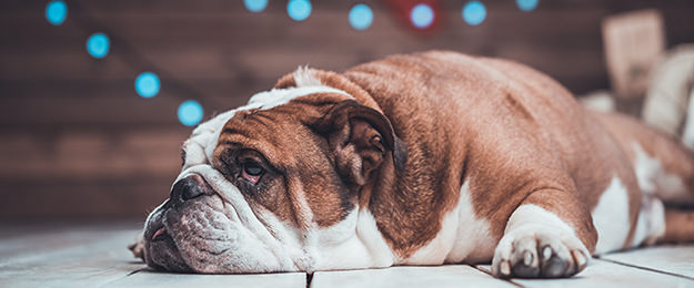 犬のダイエット