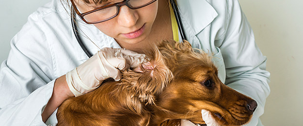 犬のアレルギー