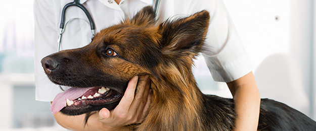 犬に多い病気や疾患
