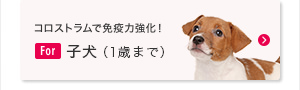 コロストラムで免疫力強化！ For 子犬（1歳まで）