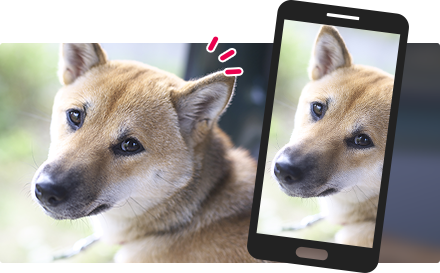 ペットをSNSに投稿してプロジェクトを盛り上げよう！