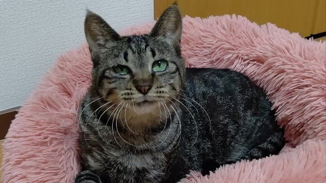 NPO法人-猫の森_キキ_20231024-2.jpg