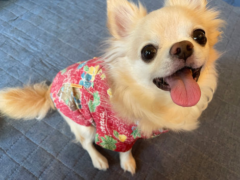 愛犬の死から芽生えた、命を繋ぎたいという思い