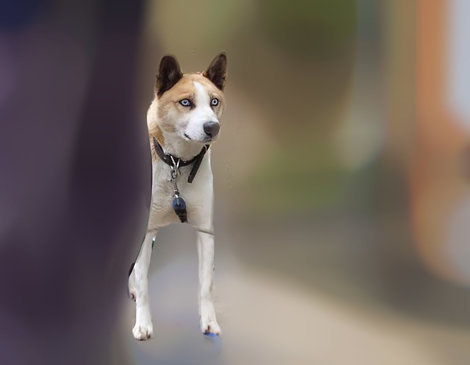 避難所に同行されず、飼育放棄されてしまったハスキーミックスの保護