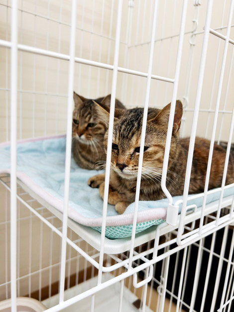 新入り猫さんが続々と