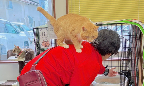 野々市シェルターで過ごす猫さんたち