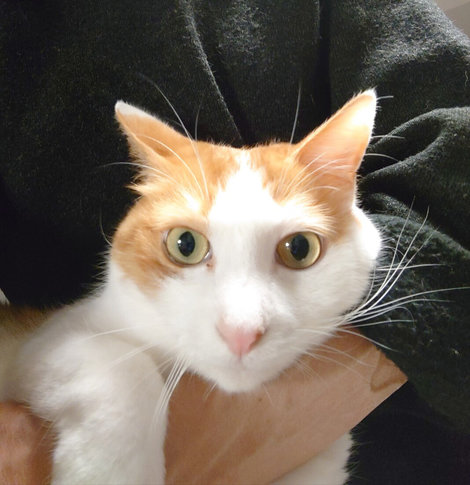 人懐っこいゆうが