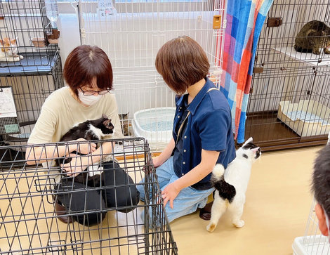野々市シェルターでは毎週譲渡会が開催されています。