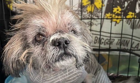 複数の疾患をもつ、飼育放棄された老犬パタの医療費を支援します。