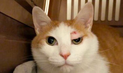 肥満細胞腫を抱える、凶暴なちゃたんの医療費支援を開始しました。