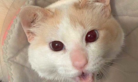 尻尾の損傷と排泄障害を抱えるコウに支援が必要です。