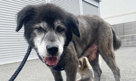 夜鳴きを理由に飼育放棄された、病気を多く抱えるふくおの医療費を支援します。