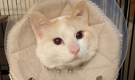 尻尾の損傷と排泄障害を抱えるコウの医療費を支援します。