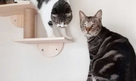 被災猫つよし　元気に暮らしています