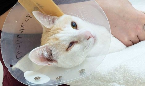 医療費支援のご報告：2度目のFIP治療を終えたユラミ