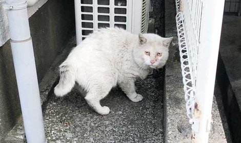 チャレンジ終了のご報告