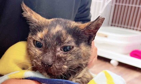 近況報告：抜歯による治療を検討していたちゃびぃ／「こねこサポーター」より、近況を共有いただきました。