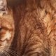 事故で下顎が真っ二つに割れていたチャトの医療費を支援します。