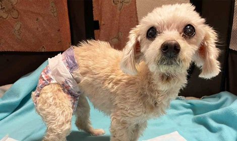 複数の持病を抱える、老犬プラムの医療費を支援します。