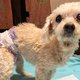 複数の持病を抱える、老犬プラムの医療費を支援します。