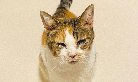 近況報告：何度も立ち上がるシニア猫ばっちゃん