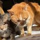 チャレンジ終了のご報告