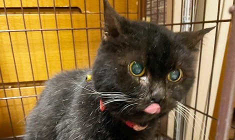 多頭飼育崩壊から保護された、全盲・全ろうのホイホイの医療費を支援します。