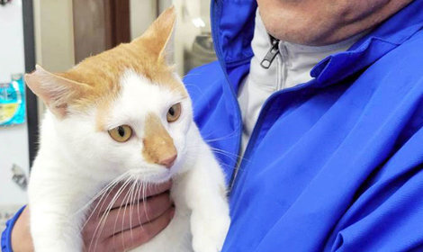 野々市シェルター　日常の様子をご報告します／お写真を「こねこサポーター」より共有いただきました。