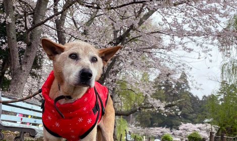 【近況報告】怖がりでもお散歩は大好きな老犬ソル／「災害時ペット捜索・救助チームうーにゃん」より、近況を共有いただきました。