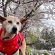 【近況報告】怖がりでもお散歩は大好きな老犬ソル