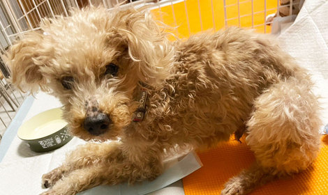 人に強い恐怖を抱えるシニア犬タンの医療費を支援します。／皆さまのサポートに感謝いたします！
