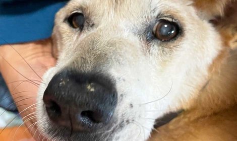 【近況報告】飼育放棄されたソル　少しずつ心を開いています