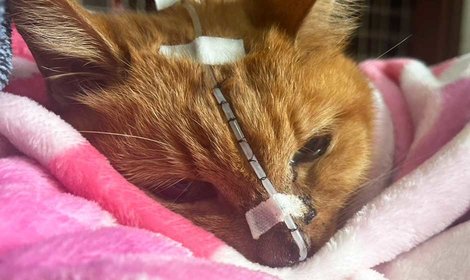 【近況報告】支えられながらも穏やかに生きるニャーチャ
