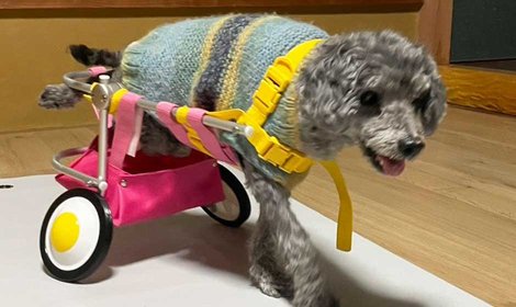 【近況報告】車椅子で走る練習を続けるカルモ