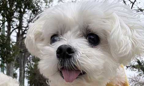 保護犬てんてんに里親が見つかりました！／皆様のサポートに感謝いたします。