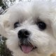 保護犬てんてんに里親が見つかりました！