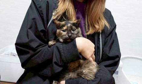 シニアの保護猫ちゃびぃに里親が見つかりました！